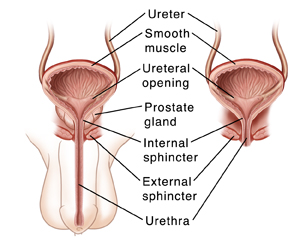 Illustration of a male and female urinary tract