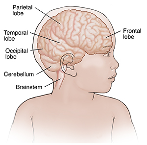 Front view of child with head turned showing lobes of brain.