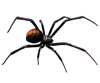 Widow spider (Black widow)
