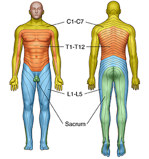 Front view of male outline showing areas of sensation. Back view of male outline showing areas of sensation.