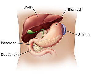 Front view of torso showing liver, gallbladder, stomach, and pancreas.