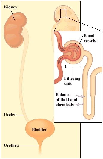Outline of human torso showing front view of urinary tract. Two kidneys are in upper abdomen. Each kidney is connected by ureter to bladder which is in pelvis. One kidney in cross section to show inside. Urethra goes from bladder to outside body. Closeup of blood vessels in filtering unit of kidney. Tube leading from filtering unit monitors balance of fluid and chemicals.