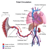 Illustration of fetal blood flow, or circulation.