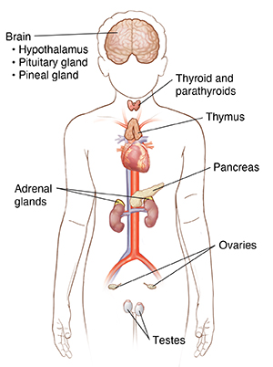 Front view of child outline showing organs of endocrine system.