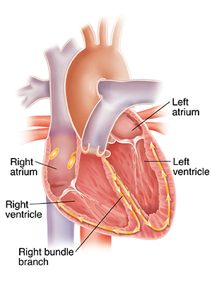 Cross section of heart showing conduction system.