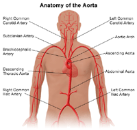 Illustration of the anatomy of the aorta