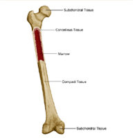 Anatomy of a bone