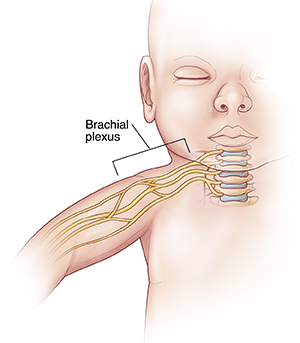 Front view of infant showing cervical spine and brachial plexus.