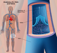 Illustration of the anatomy of a vein, showing valves