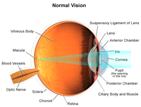 Illustration demonstrating normal vision