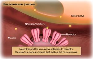 Neurotransmitter from nerve attaches to receptor. This starts a series of steps that makes the muscle move.