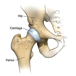 Front view of normal hip joint.