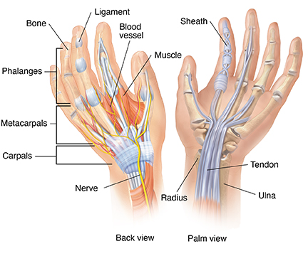 Back view and palm view of hand showing bones, nerves, blood vessels, ligaments, and tendons.
