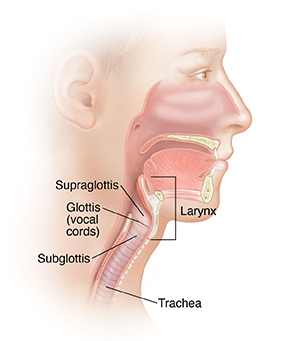Side view of head showing larynx, vocal cords, and trachea. 
