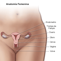 Dibujo sobre la anatomía del área pélvica femenina