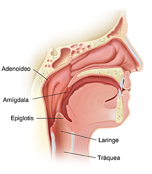 Corte transversal con vista lateral de una cabeza donde se ven la anatomía de la nariz, la garganta y los senos paranasales.
