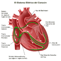 Anatomía del corazón, vista del sistema eléctrico