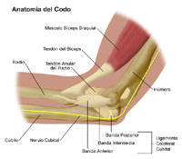 Anatomía del codo