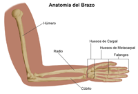 Ilustración de la anatomía del brazo