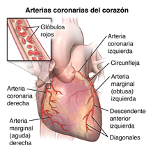 El corazón y las arterias