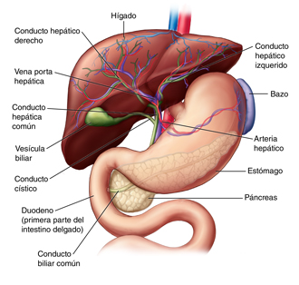 Anatomía del hígado y el sistema biliar con los vasos sanguíneos