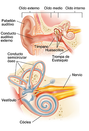 Corte transversal del oído, donde se observa el oído externo, medio e interno con un primer plano de la cóclea.