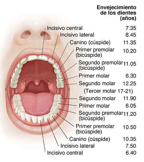 Vista de la parte frontal de una boca abierta donde puede verse una anatomía normal.