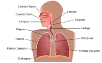 Ilustración de la anatomía del aparato respiratorio, adulto