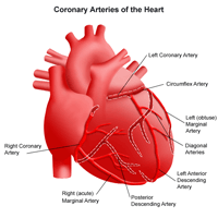 Anatomy of the heart, view of the coronary arteries
