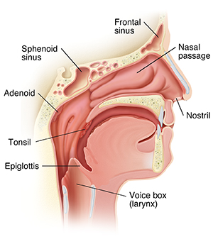 Cross section of head showing normal nose, throat, and sinus anatomy.