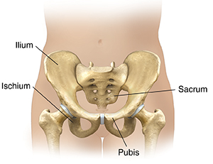 Front view of female lower abdomen showing pelvic bones.